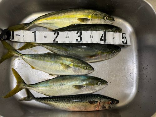 イナダの釣果