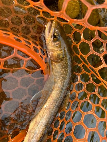 イワナの釣果