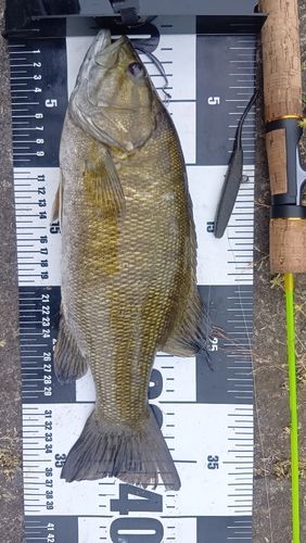 スモールマウスバスの釣果