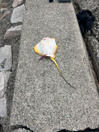 エイの釣果