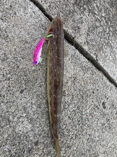 エソの釣果