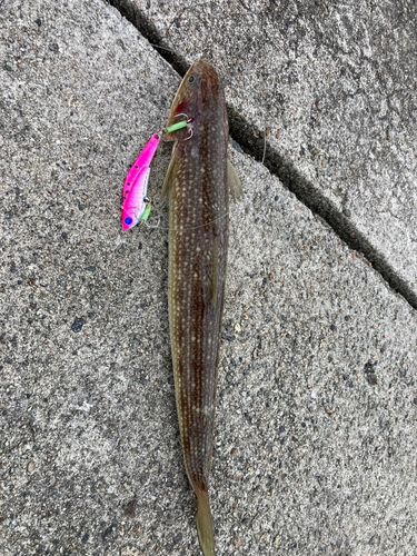 エソの釣果