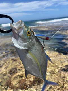 カスミアジの釣果