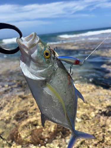 カスミアジの釣果