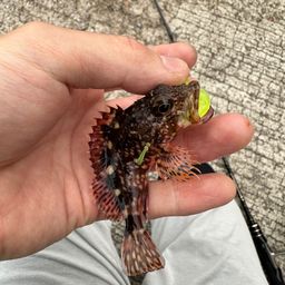 カサゴ