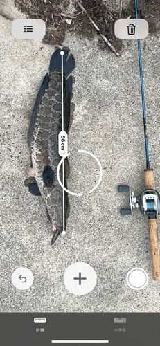 ライギョの釣果