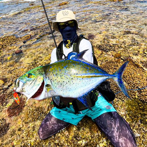 カスミアジの釣果