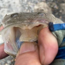 マゴチ