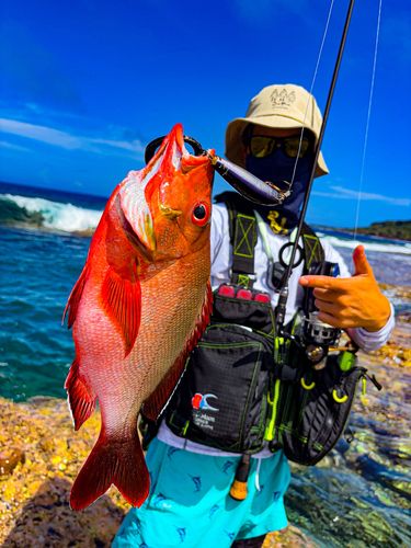 ヒメフエダイの釣果