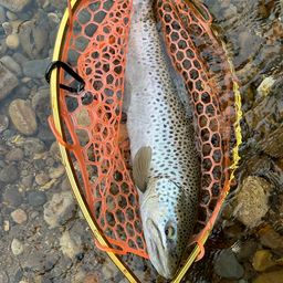 ブラウントラウト