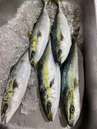 ハマチの釣果