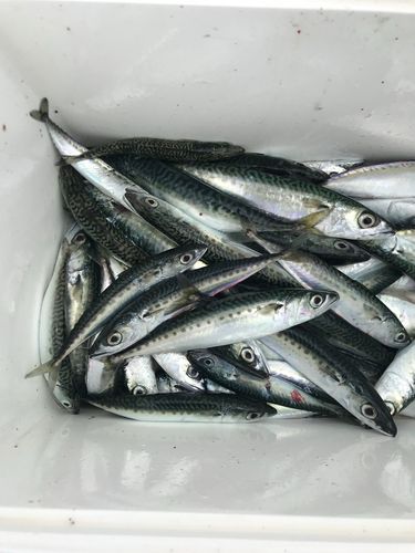 サバの釣果