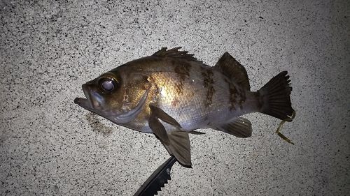 シロメバルの釣果