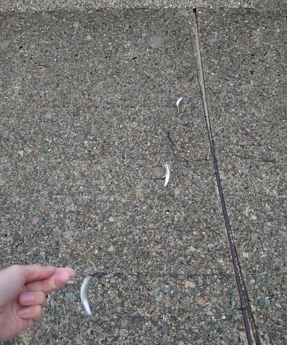 カタクチイワシ