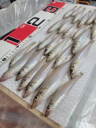 シロギスの釣果