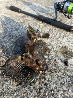 ムラソイの釣果