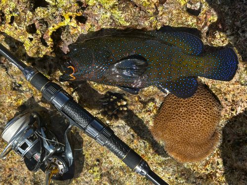 アオノメハタの釣果