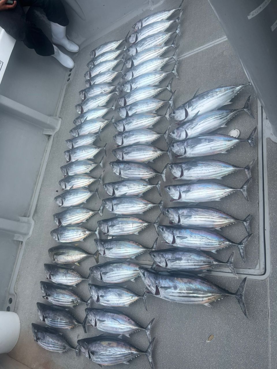 SHIMANO OCEA 8 ８.０号300m 151lb SWネイビー SHIMANO OCEA 8 8.0号300m 151lb SWネイビー SHIMANO オシア 8