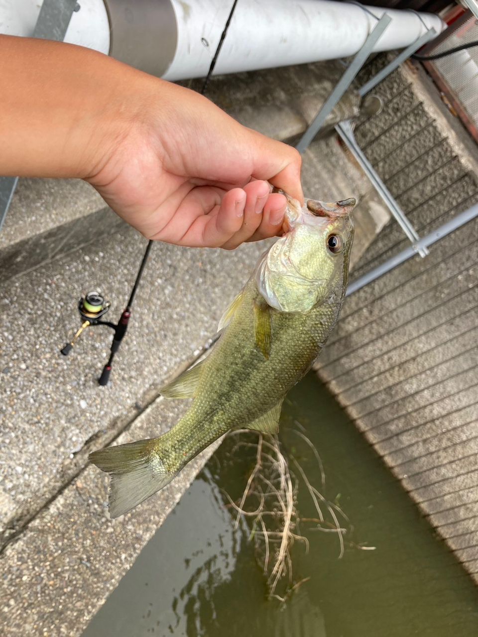 ラージマウスバス