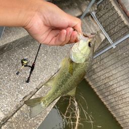 ラージマウスバス