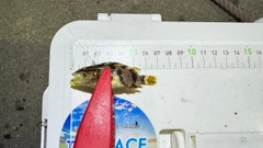タケノコメバルの釣果