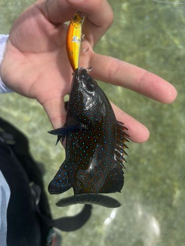 アオノメハタの釣果