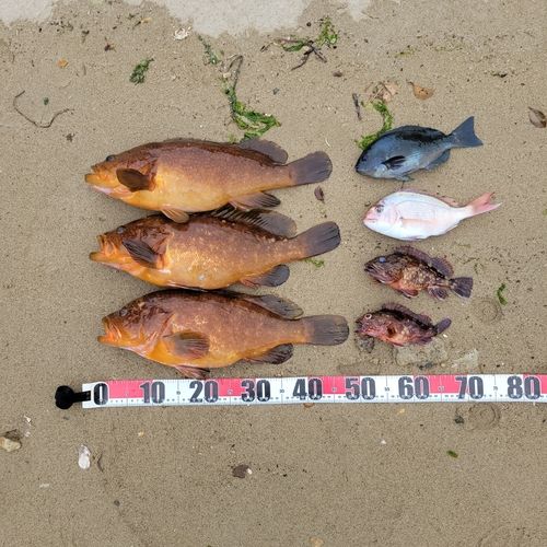 アコウの釣果
