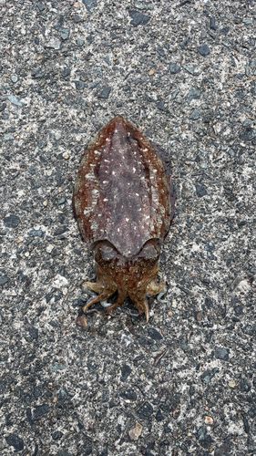 コウイカの釣果