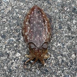 コウイカ