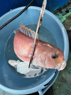 シロアマダイの釣果