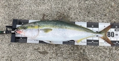 ブリの釣果