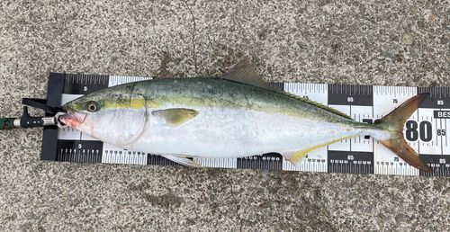 ブリの釣果