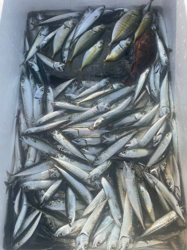 サバの釣果