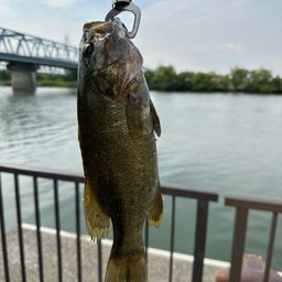 スモールマウスバス