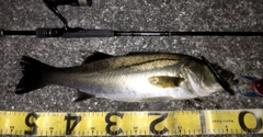 シーバスの釣果