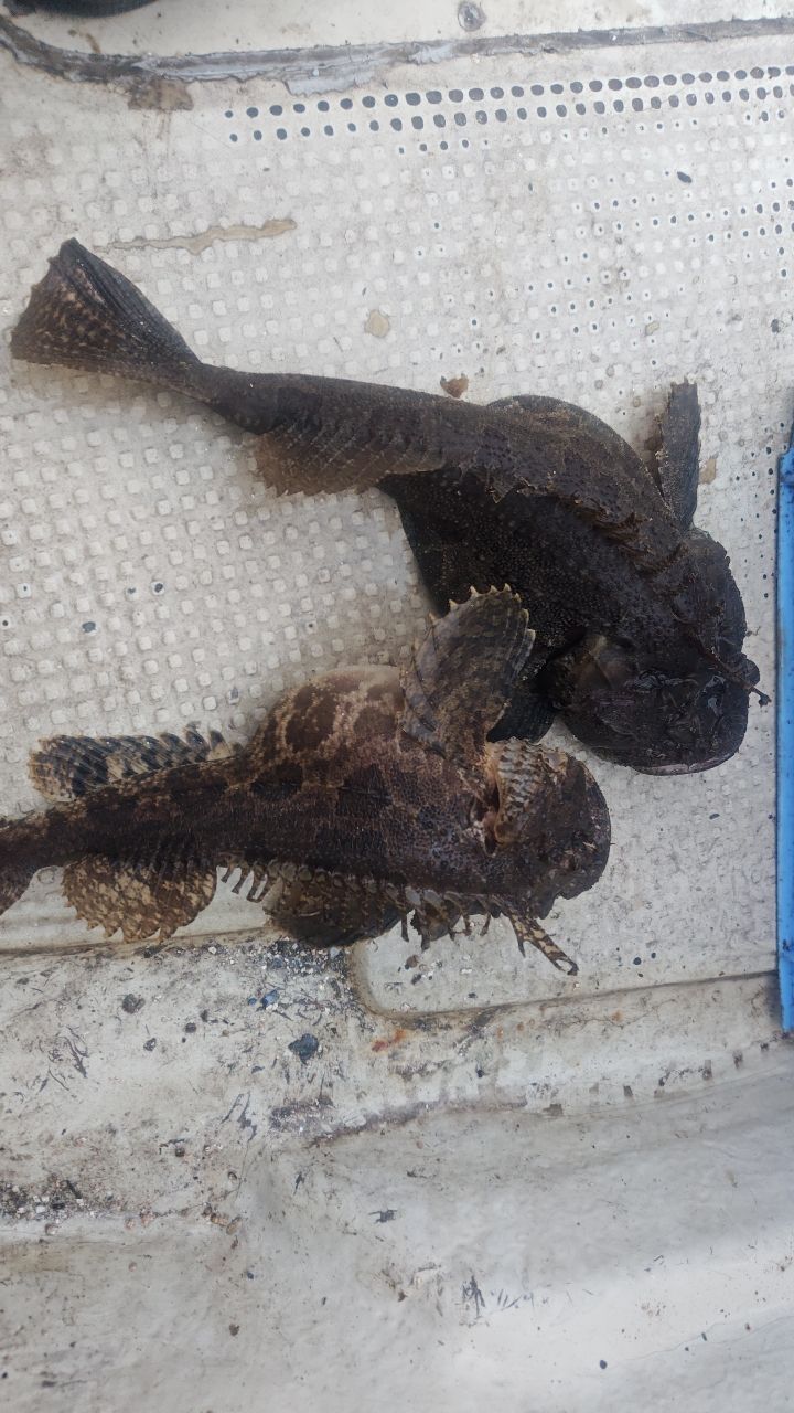 トウベツカジカ