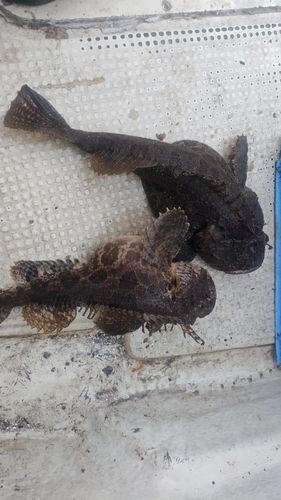 トウベツカジカの釣果