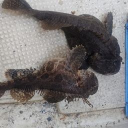 トウベツカジカ