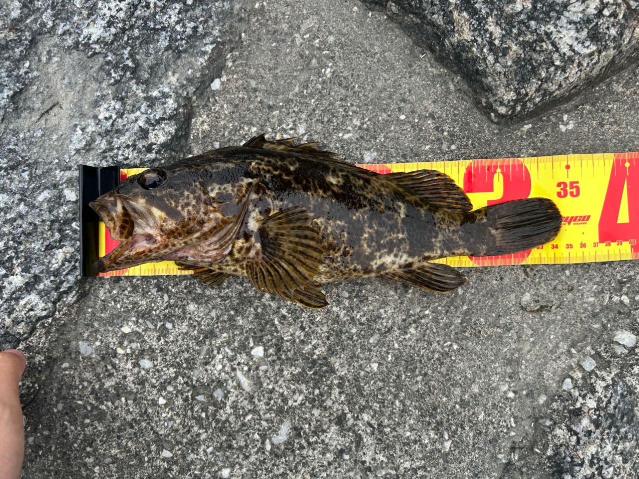 タケノコメバル