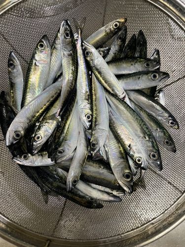 サバの釣果