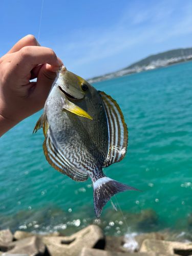 クロハギの釣果