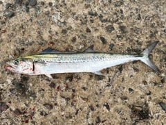 サゴシの釣果