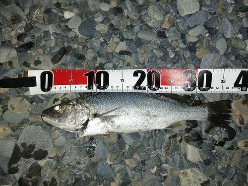 ニベの釣果