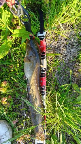 マナマズの釣果