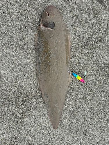 シタビラメの釣果