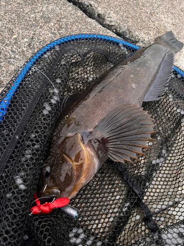 アイナメの釣果