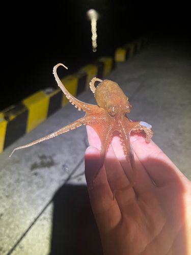 タコの釣果