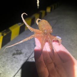 タコ