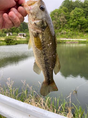 ラージマウスバスの釣果