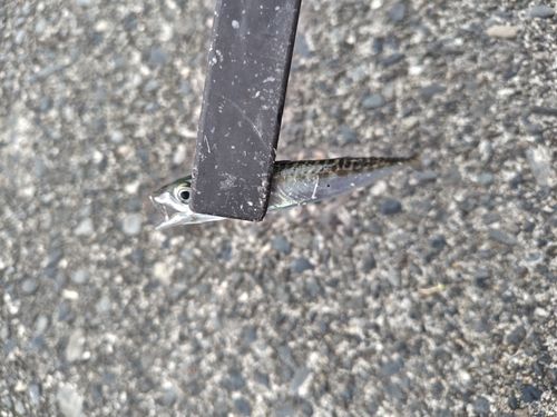 サバの釣果